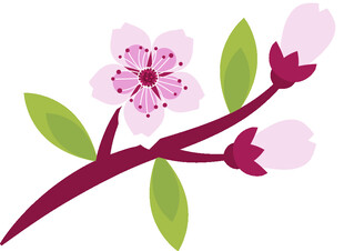 粉色樱花枝插画