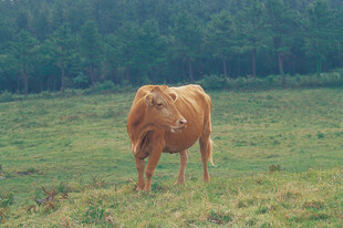 草原上的棕色牛