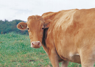 田野中的棕色奶牛