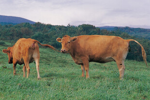 草原上的两头黄牛