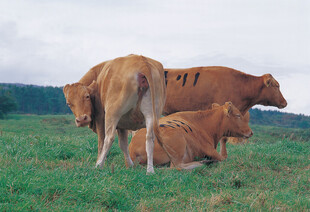 草原上休憩的几头黄牛