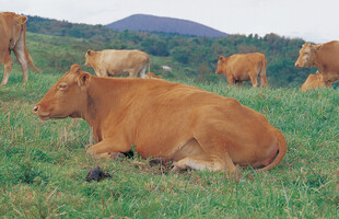 草地上休憩的棕色牛群