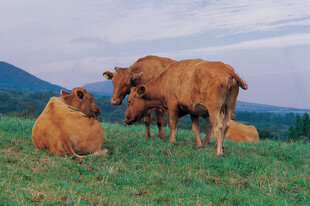 草原上的悠闲牛群