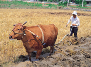 农民牵牛耕地劳作场景
