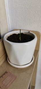 白色花盆中的绿植幼苗