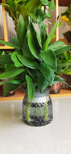 透明花瓶中的翠绿观音竹植物