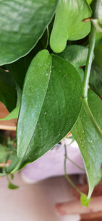 翠绿心形叶片的植物特写