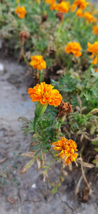 金盏菊田中的美丽景致