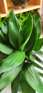 翠绿生机的观音竹室内绿植