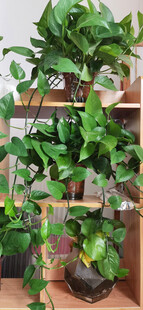 室内绿植架上的多样绿植