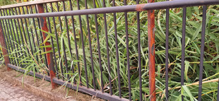 铁栏杆旁的翠绿植物