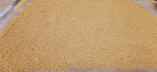 晾晒的饱满谷物