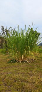 野外茂盛的绿色植物景观