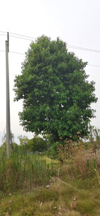 草地上的茂盛绿树