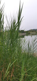 湖畔芦苇丛生的自然景致