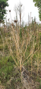 野外干枯植物景观