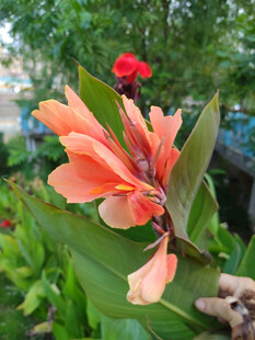 娇艳美人蕉绽放绿意间