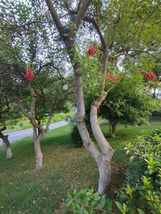 公园中弯曲树枝上的红花