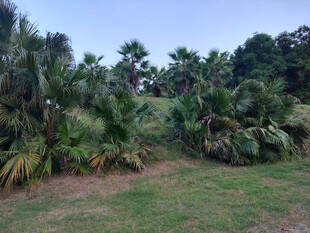 绿意盎然的热带植物景观