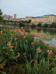 湖畔花卉与远处建筑景观