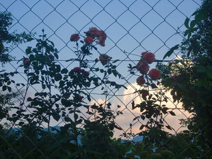 栅栏后的艳丽花朵