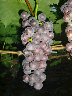 紫葡萄挂枝