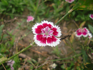 石竹花绽放于绿野间