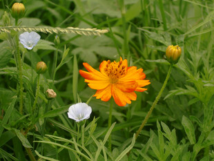 草丛中的多彩小花