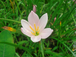 草丛中的美丽白色风雨兰