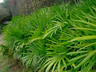 翠绿繁茂的丛生植物