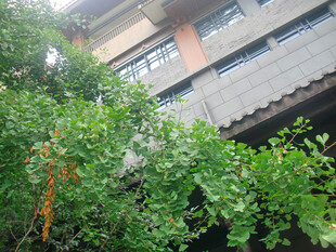 银杏树掩映下的建筑物