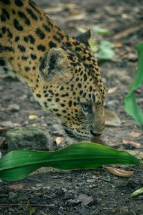 低头嗅叶的花豹