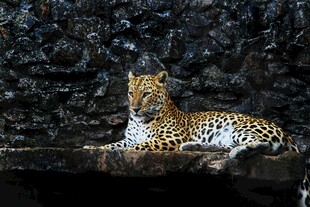 水中休憩的花豹