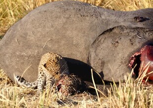 猎豹进食大型猎物场景