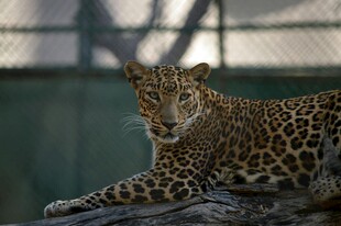 趴在木头上的花豹