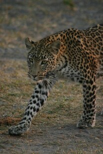 猎豹野外伸展身姿