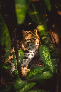 绿叶间的斑纹猫咪