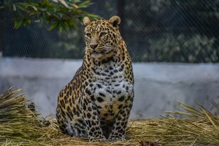 坐于草地的花豹