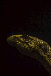  神秘的蛇头部影像