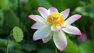 荷花