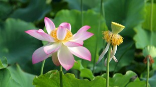荷花