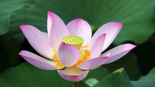 荷花特写