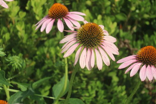 松果菊