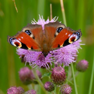 蝴蝶停留在紫色花朵上
