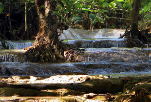 丛林中潺潺流水的自然美景