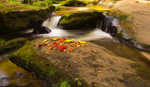溪边红叶覆石的自然美景
