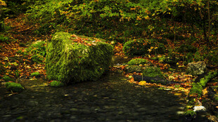 溪边覆绿苔藓的石块