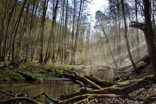 森林中的溪流与倒伏树木