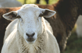 直视镜头的白色绵羊