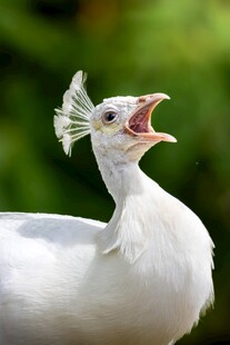 白孔雀张嘴鸣叫瞬间